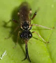 Taxonus epicera - photo 2