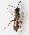 Taxonus epicera - photo 4