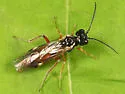 Taxonus pallicoxus