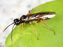 Taxonus pallicoxus - photo 2