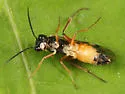 Taxonus pallicoxus - photo 3