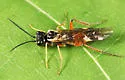 Taxonus pallicoxus - photo 4