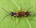 Taxonus pallicoxus - photo 5
