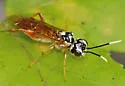 Taxonus pallidicornis