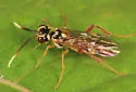 Taxonus pallidicornis - photo 2