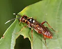 Taxonus pallidicornis - photo 4