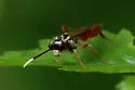 Taxonus pallidicornis - photo 5