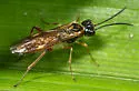 Taxonus pallipes - photo 3