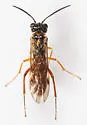 Taxonus pallipes - photo 4