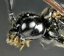 Taxonus rufocinctus - photo 3