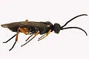 Taxonus rufocinctus - photo 4