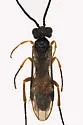 Taxonus rufocinctus - photo 5