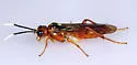 Taxonus terminalis