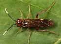 Taxonus terminalis - photo 3
