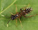 Taxonus terminalis - photo 4
