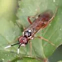 Taxonus terminalis - photo 5