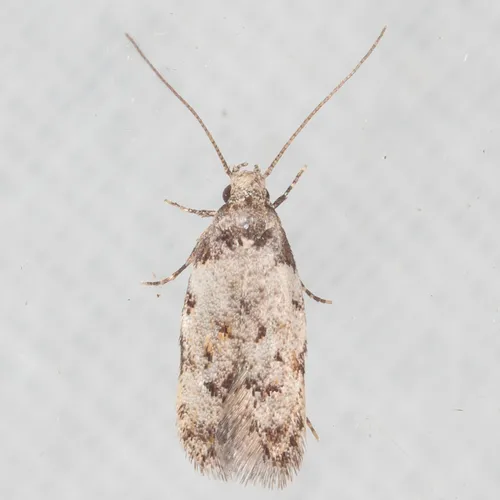 Triangle-marked Twirler Moth - photo 7
