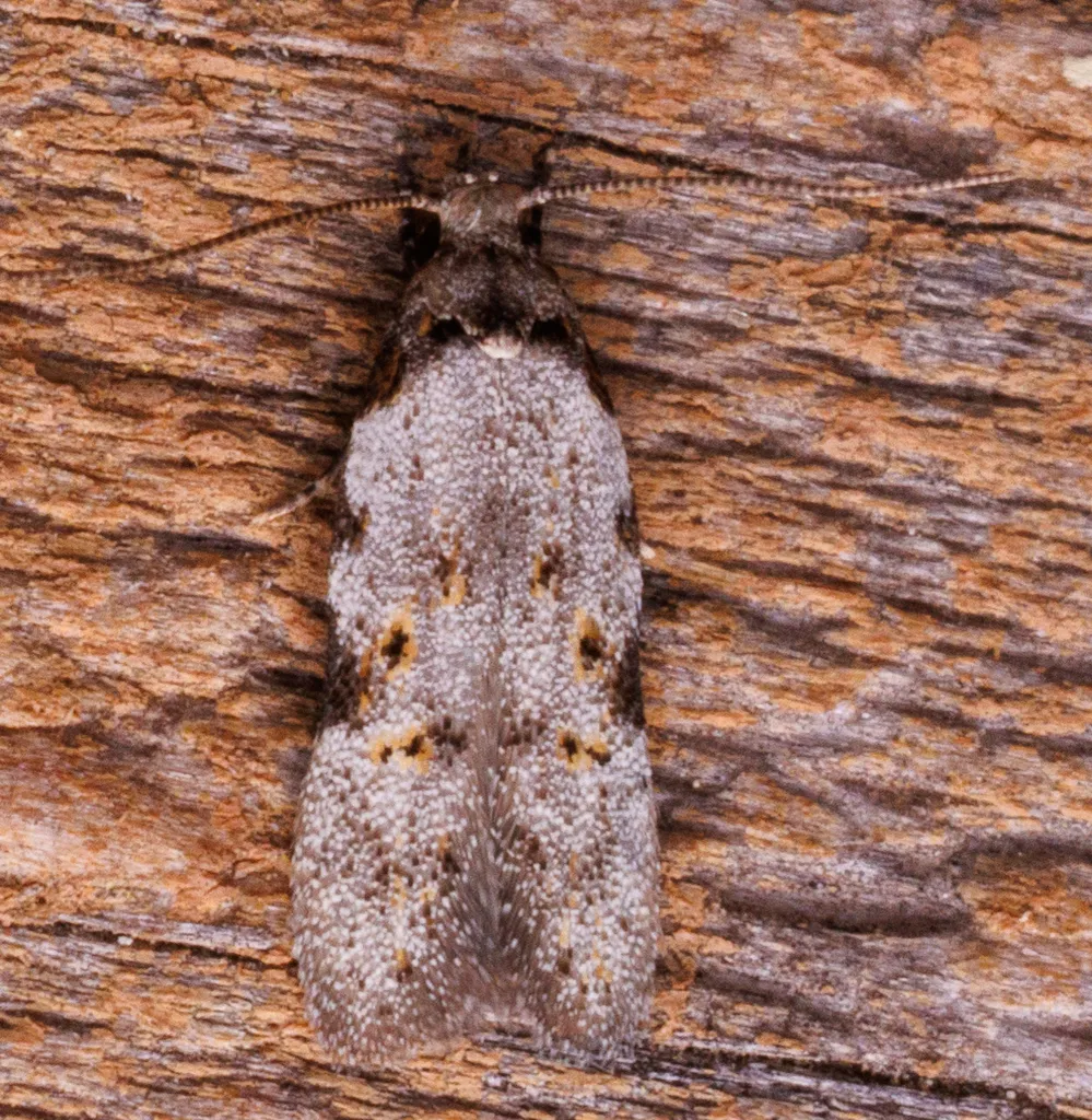 Triangle-marked Twirler Moth - photo 2