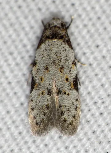 Triangle-marked Twirler Moth - photo 3