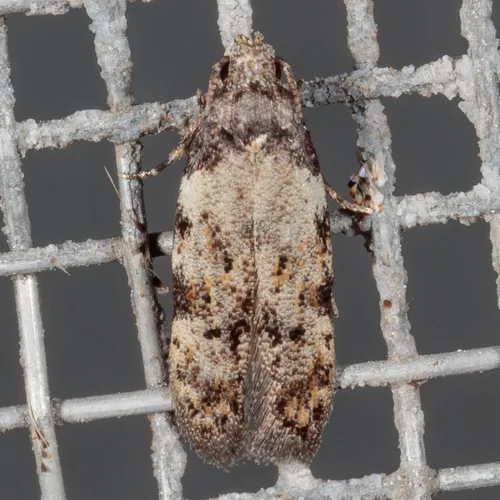 Triangle-marked Twirler Moth - photo 4