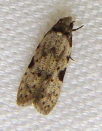 Triangle-marked Twirler Moth - photo 5