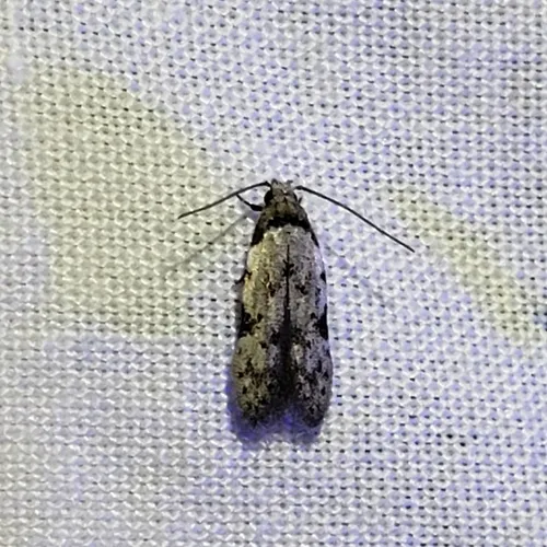 Triangle-marked Twirler Moth - photo 6