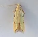 Taygete citrinella - Hodges#1843