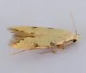 Taygete citrinella - Hodges#1843 - photo 2