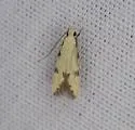 Taygete citrinella - Hodges#1843 - photo 3