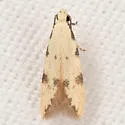 Taygete citrinella - Hodges#1843 - photo 4