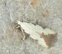 Taygete citrinella - Hodges#1843 - photo 5