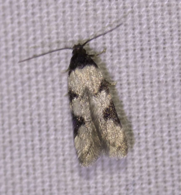 Taygete decemmaculella - Hodges#1844 - photo 2