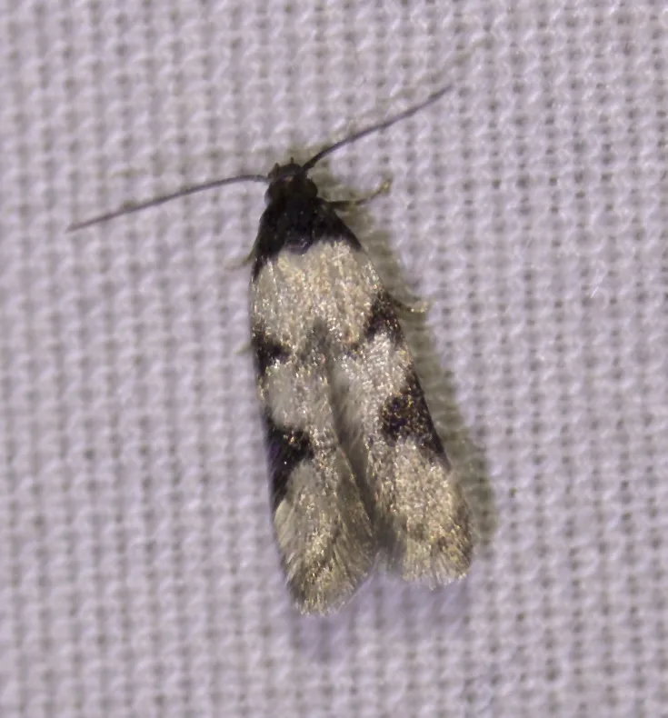 Taygete decemmaculella - Hodges#1844 - photo 3