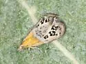 Tebenna gemmalis - Hodges#2644