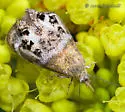Tebenna gemmalis - Hodges#2644 - photo 2