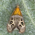 Tebenna gemmalis - Hodges#2644 - photo 3