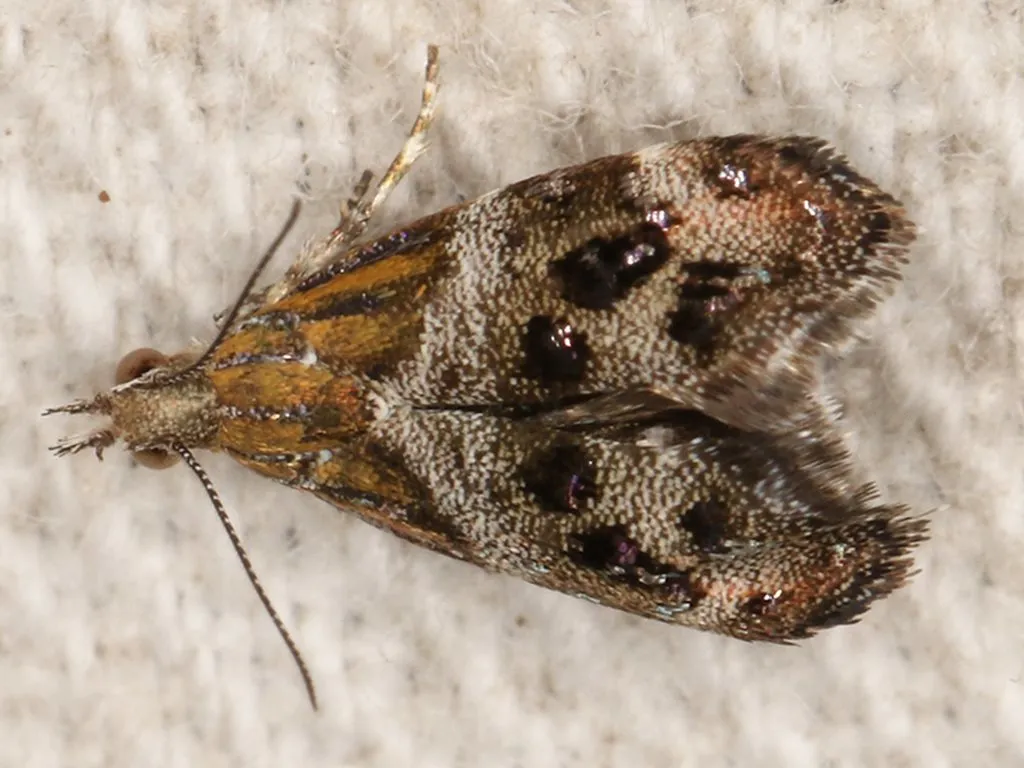 Small Thistle Moth - photo 3