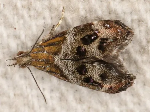 Small Thistle Moth - photo 4
