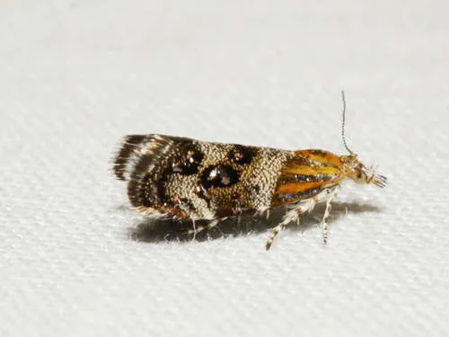Small Thistle Moth - photo 6
