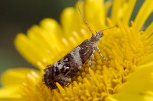 Small Thistle Moth - photo 7