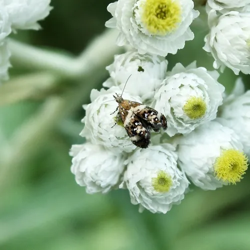 Tebenna onustana - Hodges#2648