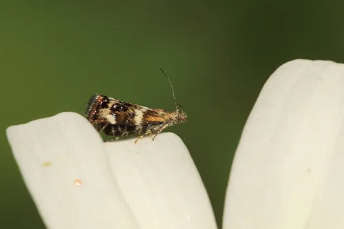 Tebenna onustana - Hodges#2648 - photo 5