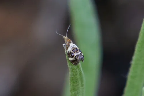 Tebenna onustana - Hodges#2648 - photo 6