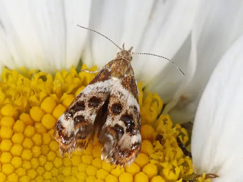 Tebenna onustana - Hodges#2648 - photo 8