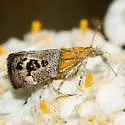Tebenna piperella - Hodges#2646