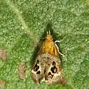 Tebenna piperella - Hodges#2646 - photo 2