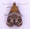 Tebenna piperella - Hodges#2646 - photo 3