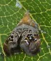 Rosinweed Moth - Hodges#2642