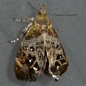 Rosinweed Moth - Hodges#2642 - photo 3