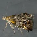 Rosinweed Moth - Hodges#2642 - photo 4